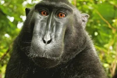 macaco