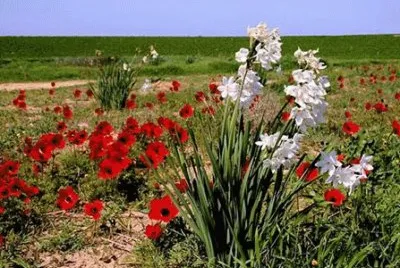 ×¤×¨×—×™×