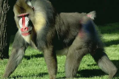 mandrillo