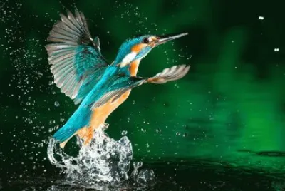 martin pescatore