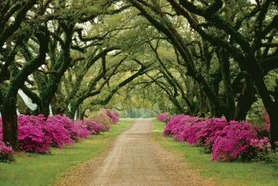 Tree Lined Driveway-Mississippi jigsaw puzzle