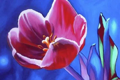 Beautiful Tulip