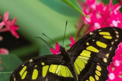 multicolor jigsaw puzzle