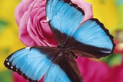 multicolor jigsaw puzzle