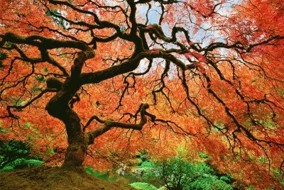 multicolor jigsaw puzzle