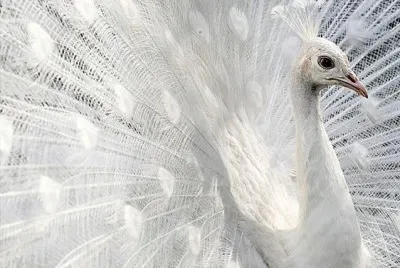 pavo real