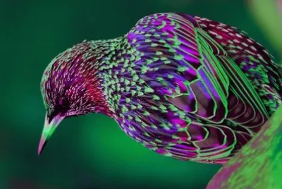 multicolor