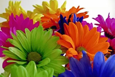 multicolor jigsaw puzzle