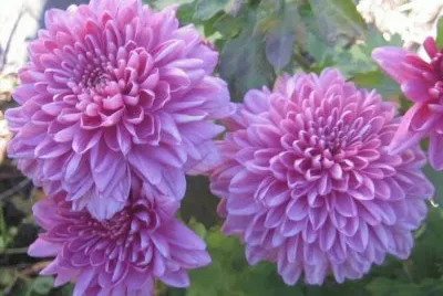 imagens jigsaw puzzle