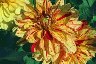 imagens jigsaw puzzle