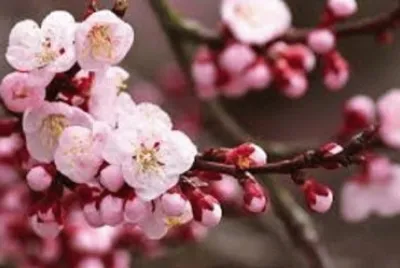 æ¢…èŠ±