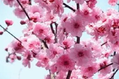 æ¢…èŠ±