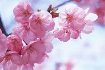 æ¢…èŠ±