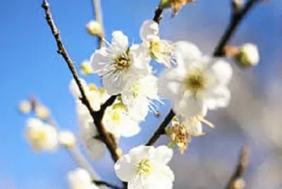 æ¢…èŠ±