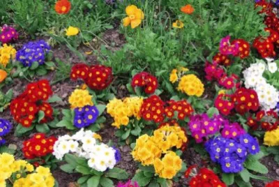 flores jigsaw puzzle