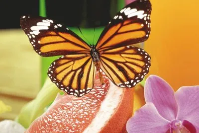 color