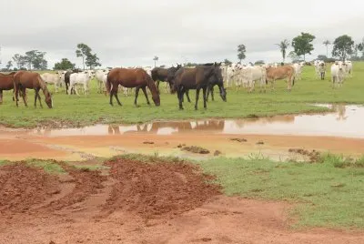 Vacas e Cavalos Pastando