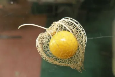 Fruta del Amor