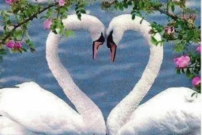 amore