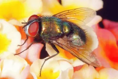 mosca