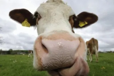 mucca