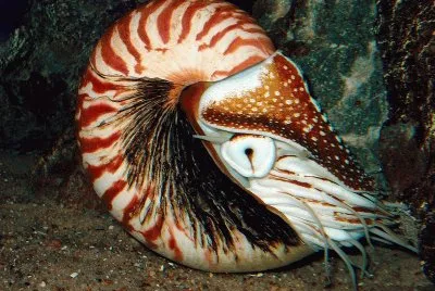nautilo
