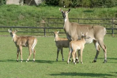 nilgau