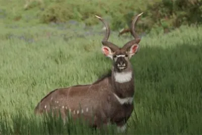 nyala