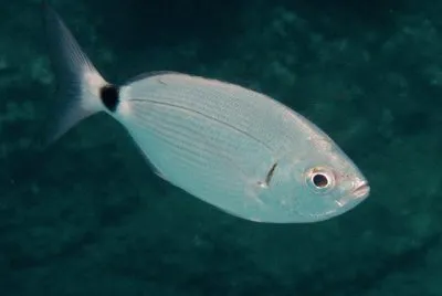 occhiata