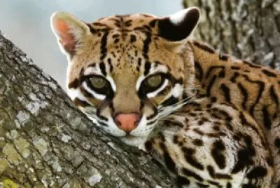 ocelot