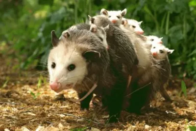 opossum