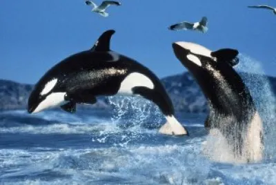 orca