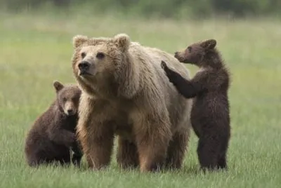 orso