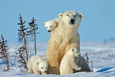 orso polare