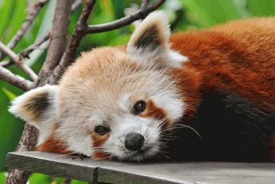 panda rosso