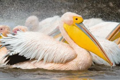 pellicano