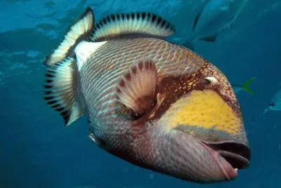pesce balestra