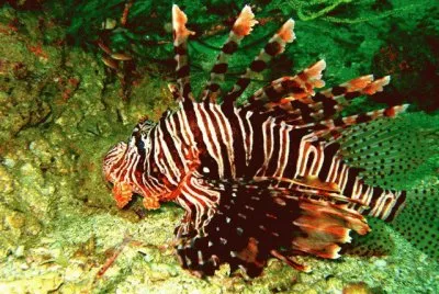 pesce leone