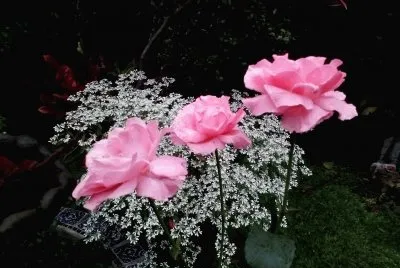 Rosas Flores