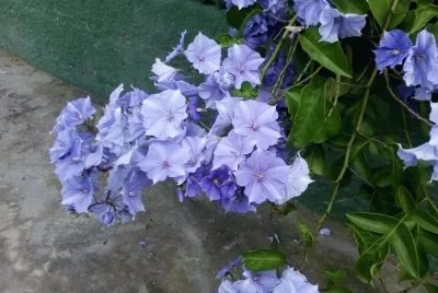 Lilas Flores