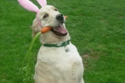 perro-conejo