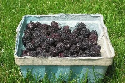 frambuesas negras