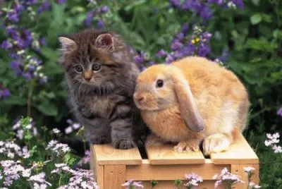 amigos