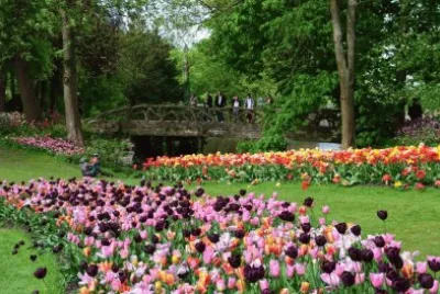 flowers jigsaw puzzle