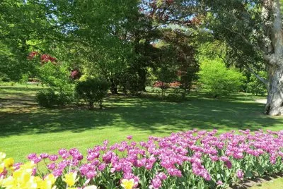 flowers jigsaw puzzle