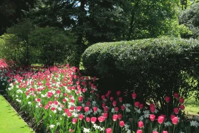 flowers jigsaw puzzle