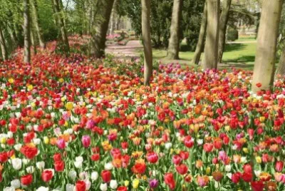 flowers jigsaw puzzle
