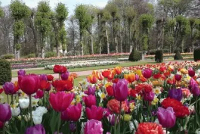 flowers jigsaw puzzle