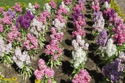 flowers jigsaw puzzle