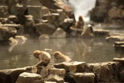 Two Monkey